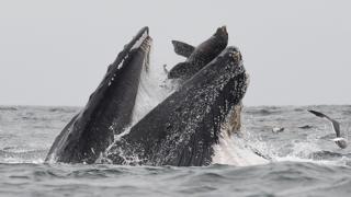 La impactante imagen de un león marino cayendo en las fauces de una ballena