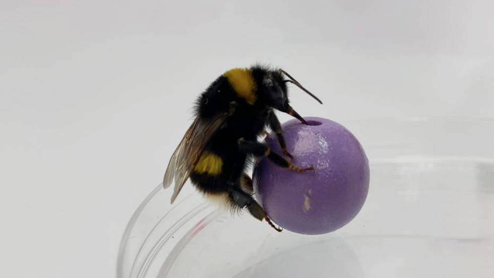 ¿Hasta dónde llega la inteligencia de las abejas?