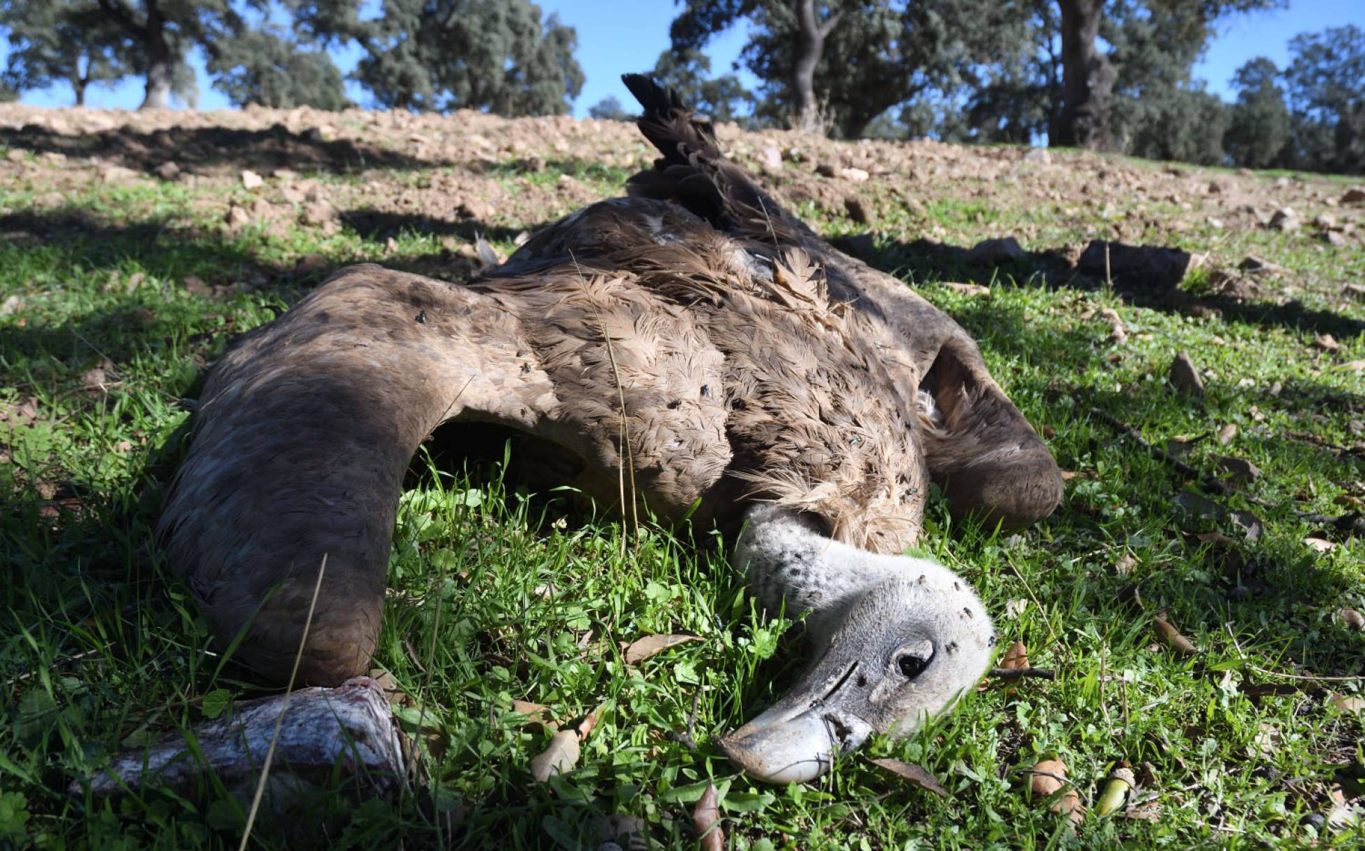 Los atropellos se suman a las causas habituales de muertes de aves