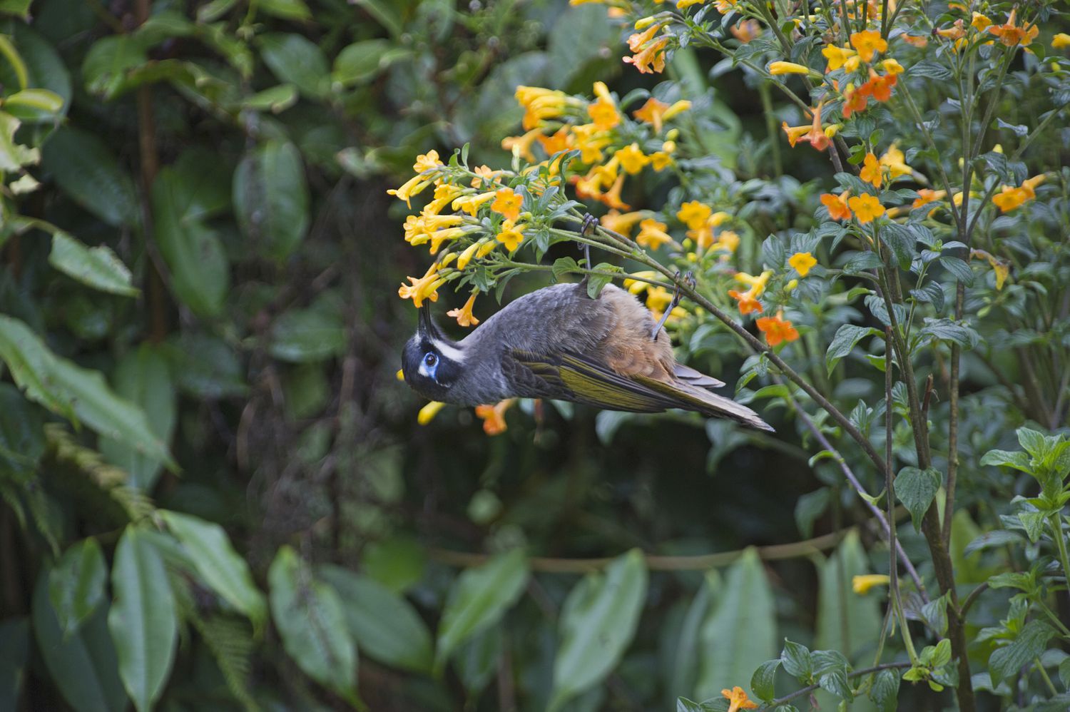 El jardín del mundo