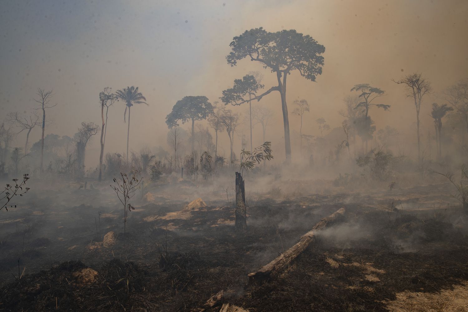 La Amazonia degradada ya es mayor que la deforestada