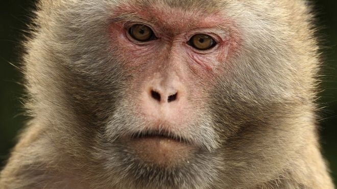 Desabasto de primates pone en riesgo investigación en EE.UU.