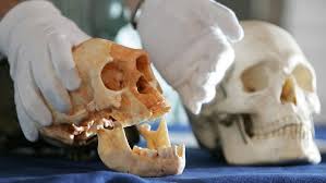 “El ‘Homo sapiens’ genera nuevas herramientas para cavar su propia tumba”