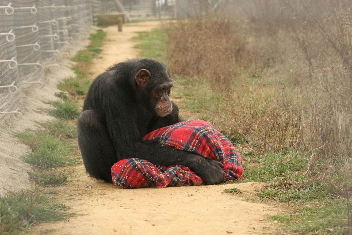 Los chimpancés usados como mascotas y en espectáculos padecen graves trastornos mentales