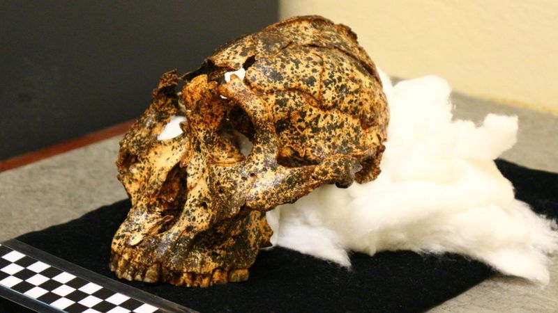 Descubren el cráneo de dos millones de años de un «primo» ancestral de los humanos