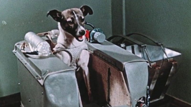La increíble odisea de Laika, la perrita «pionera» del espacio