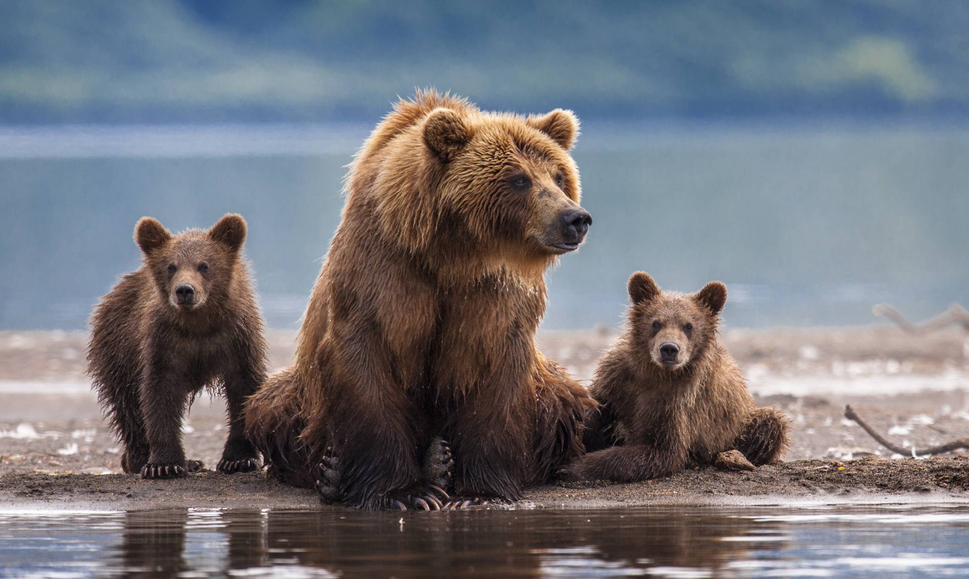 Tecnología de reconocimiento facial para preservar al oso grizzly