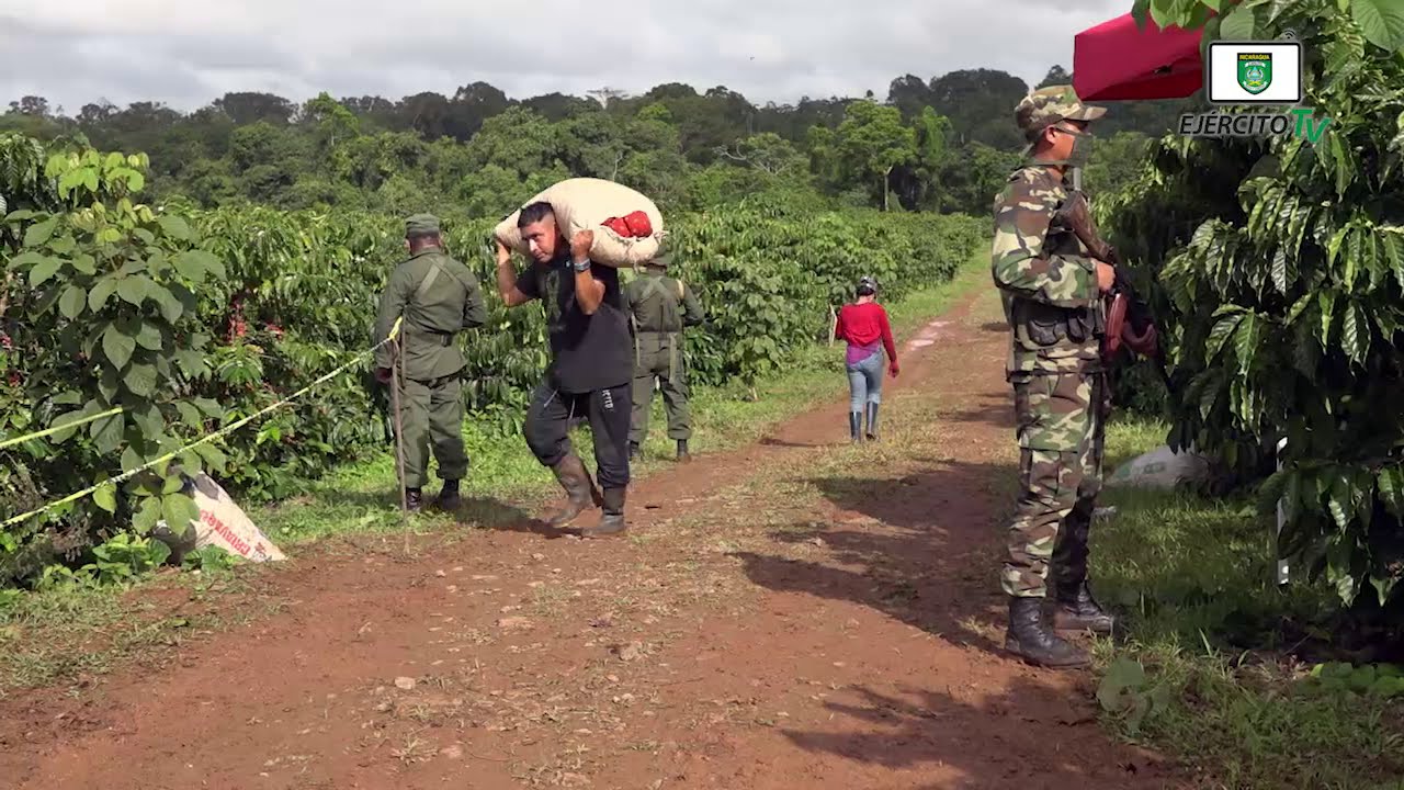 Comando Militar Regional brinda protección a la cosecha cafetalera de Carazo