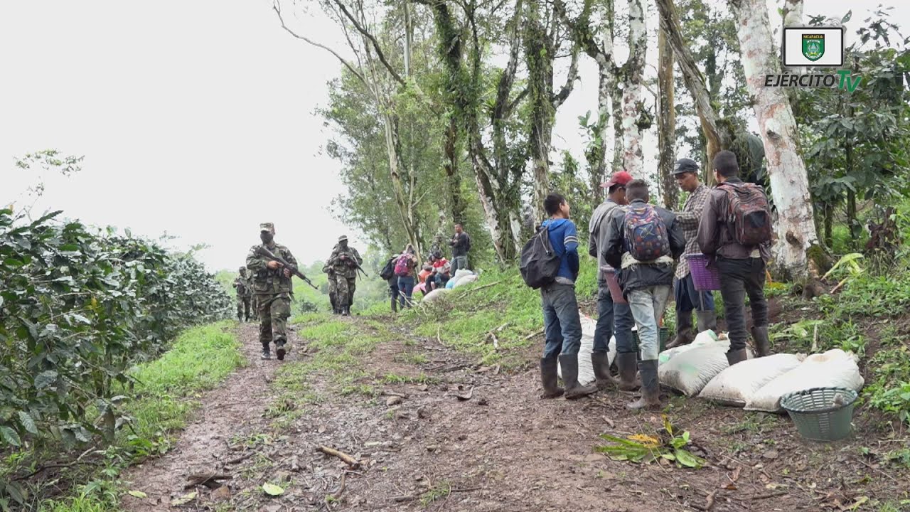 Comando Militar Regional brinda protección a la cosecha cafetalera de Boaco
