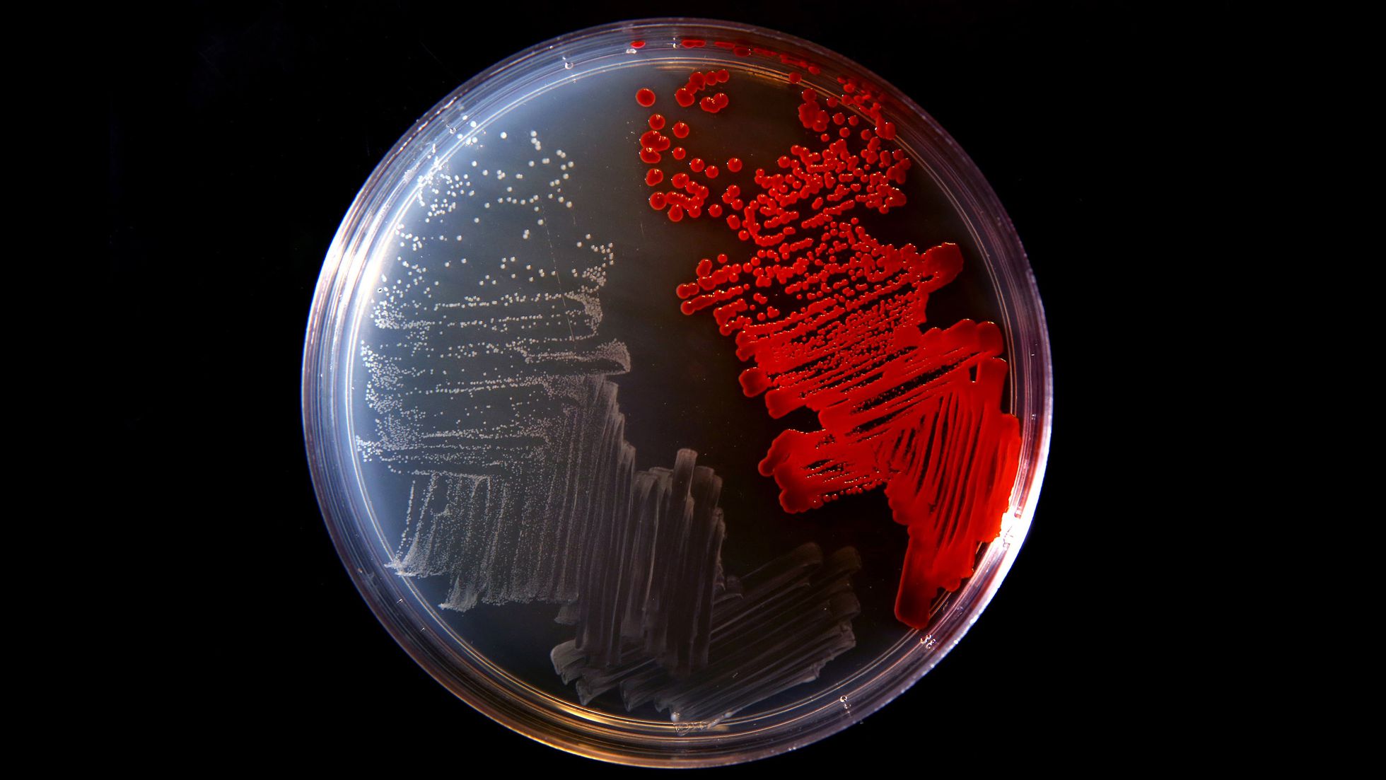 Creada la primera forma de vida inmune a los virus