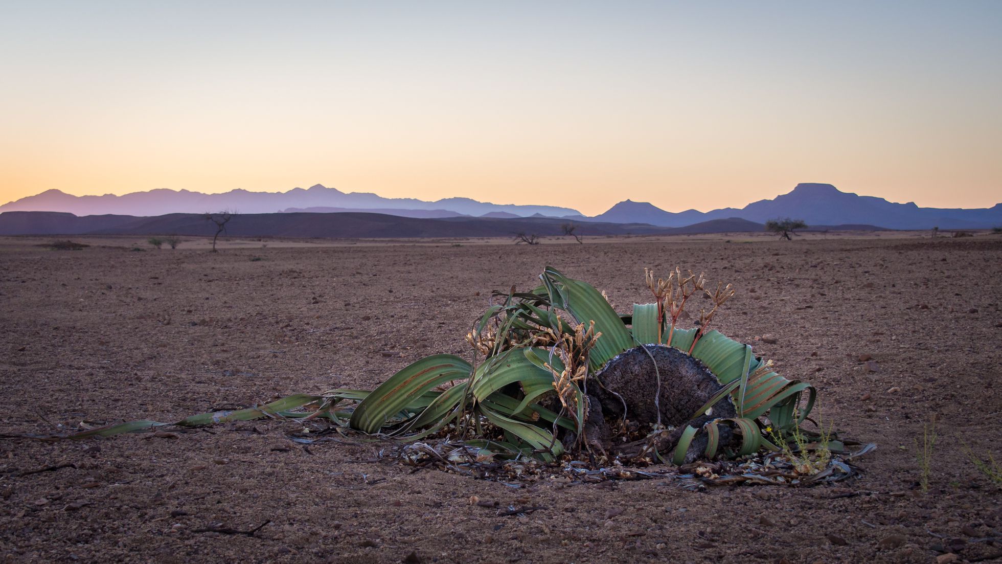 Welwitschia, la genética revela los secretos de la planta que roza la inmortalidad