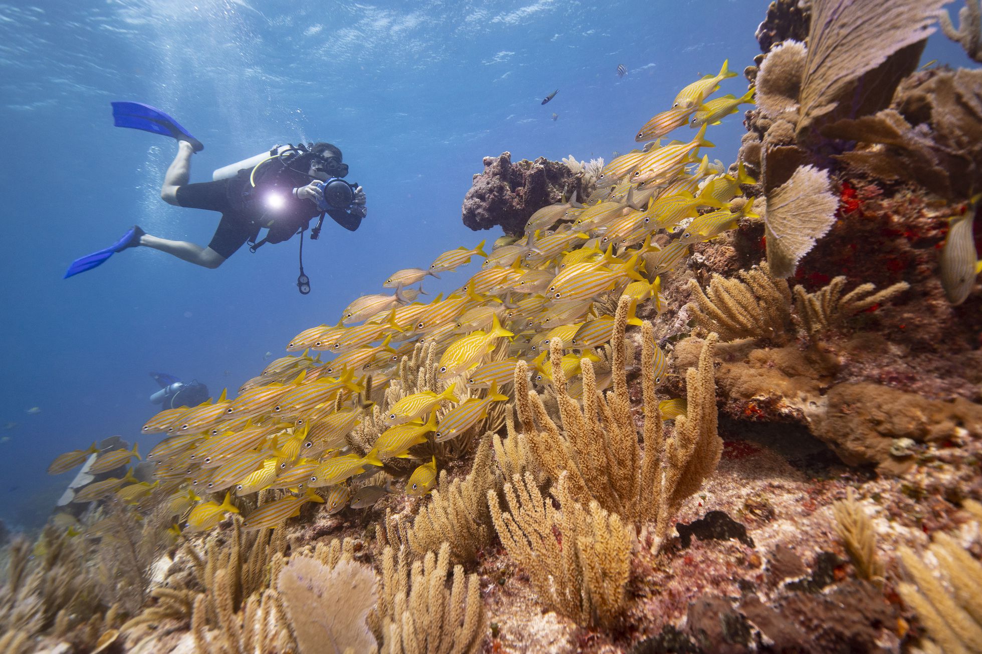 Los arrecifes de coral del Caribe mexicano, en riesgo por las cremas solares
