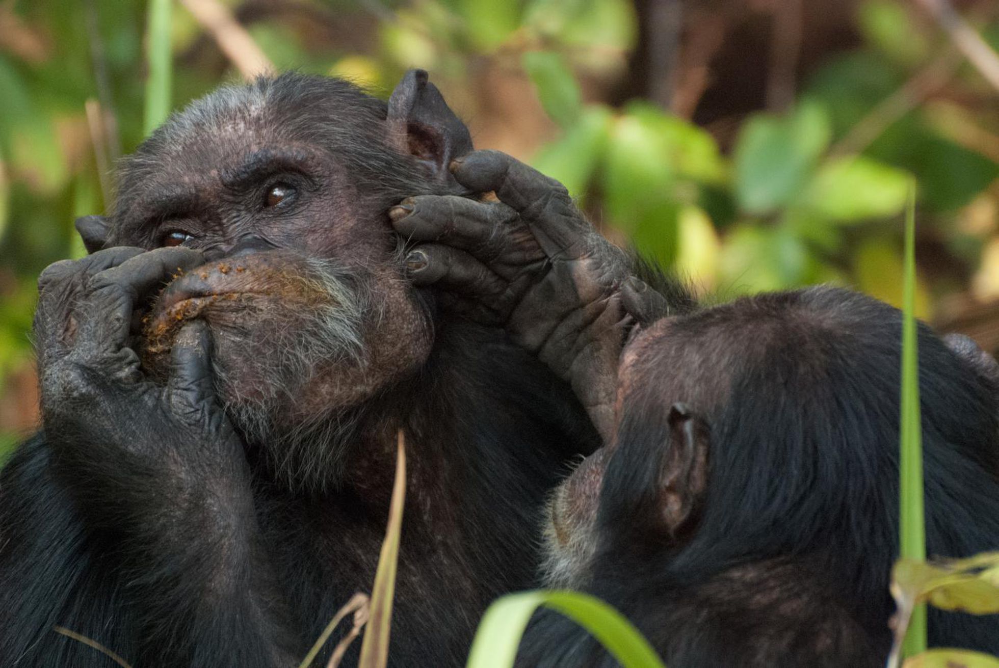 Cuidar de sus amistades es la mejor estrategia para los chimpancés