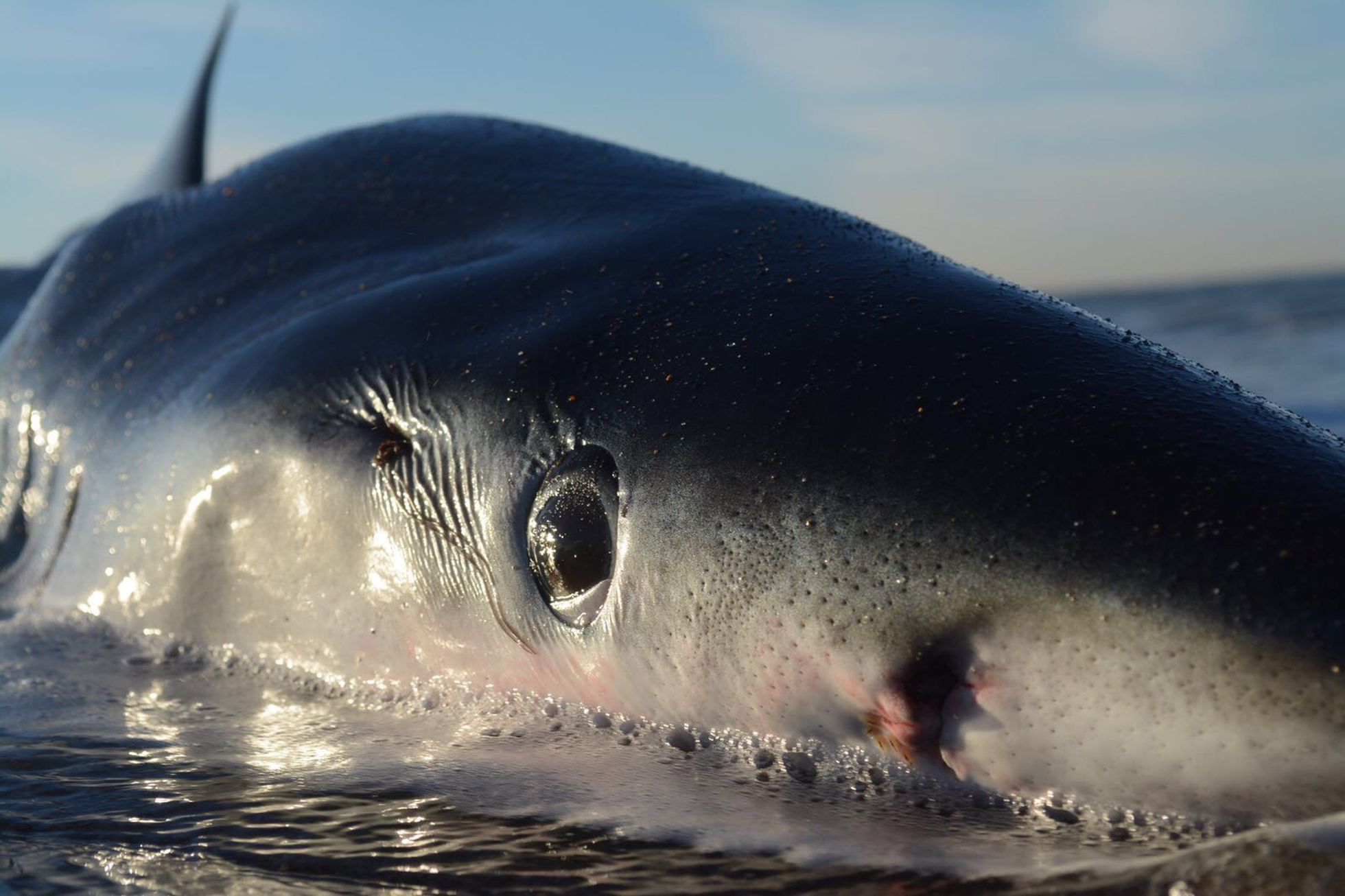 El enigma de los tiburones que aparecen ‘apuñalados’ por peces espada