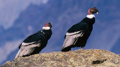 Dos cóndores en peligro de extinción tienen crías por reproducción asexual pese a disponer de machos cerca
