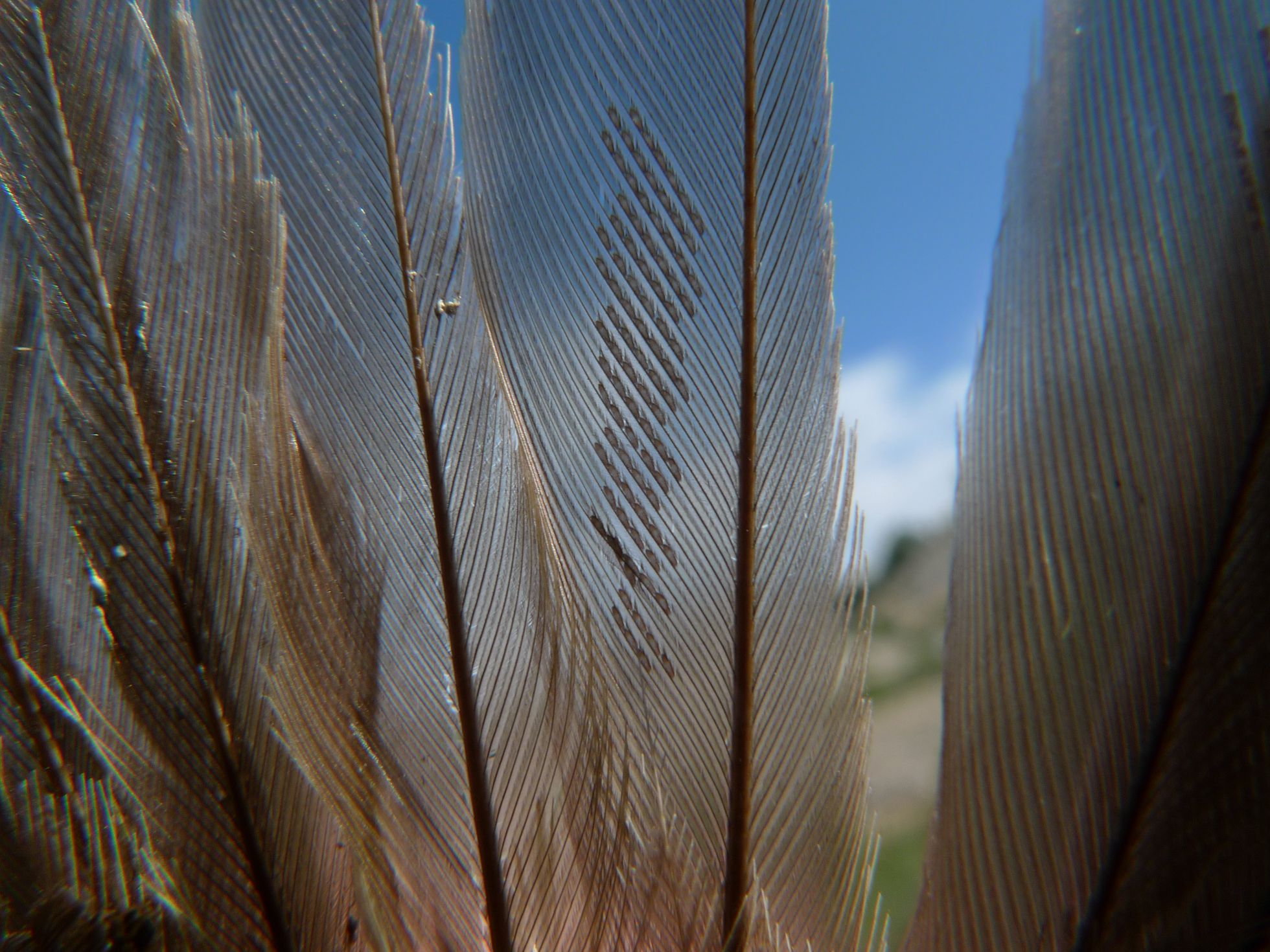 Los ácaros que “barren” el plumaje de las aves