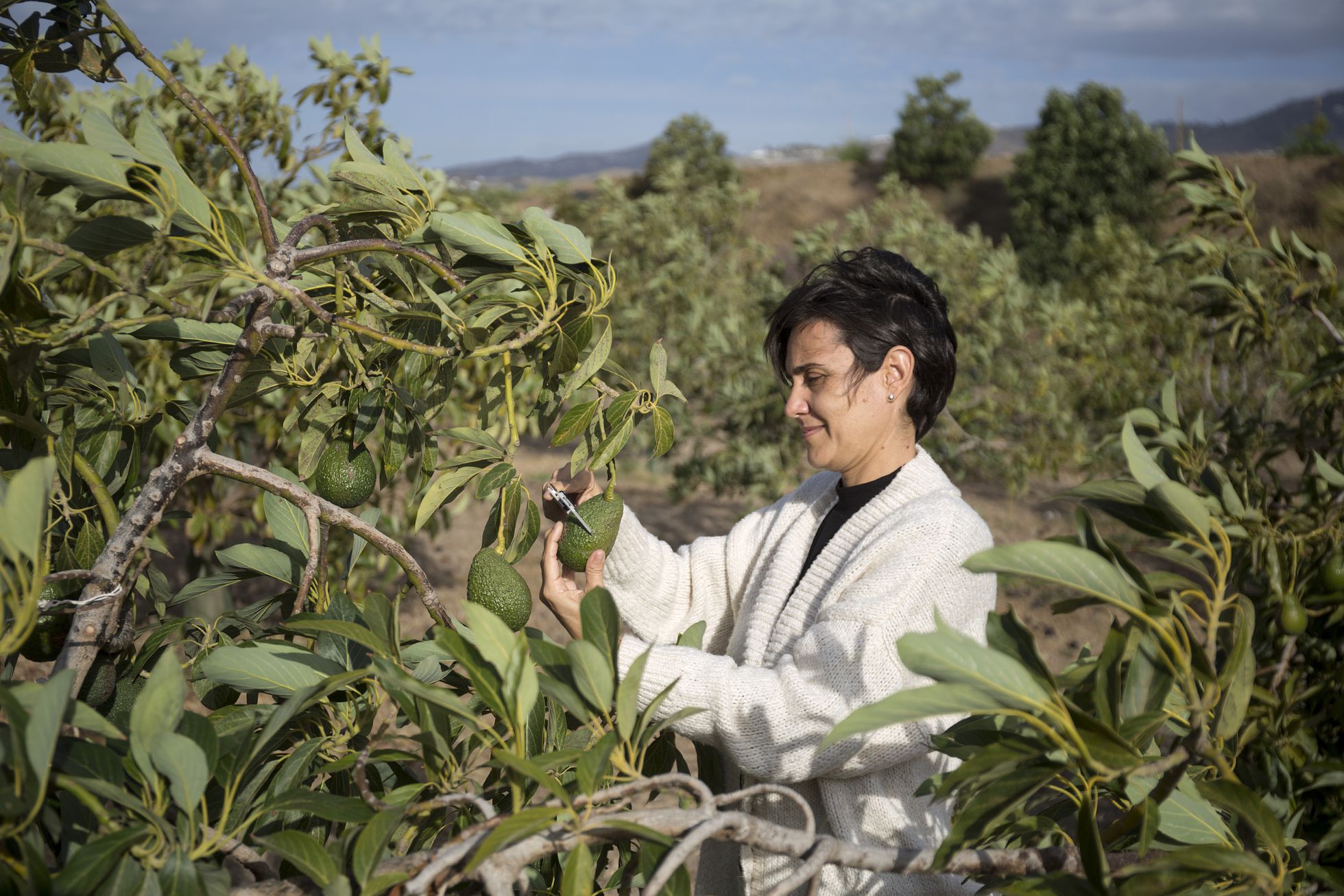 El laboratorio genético del aguacate
