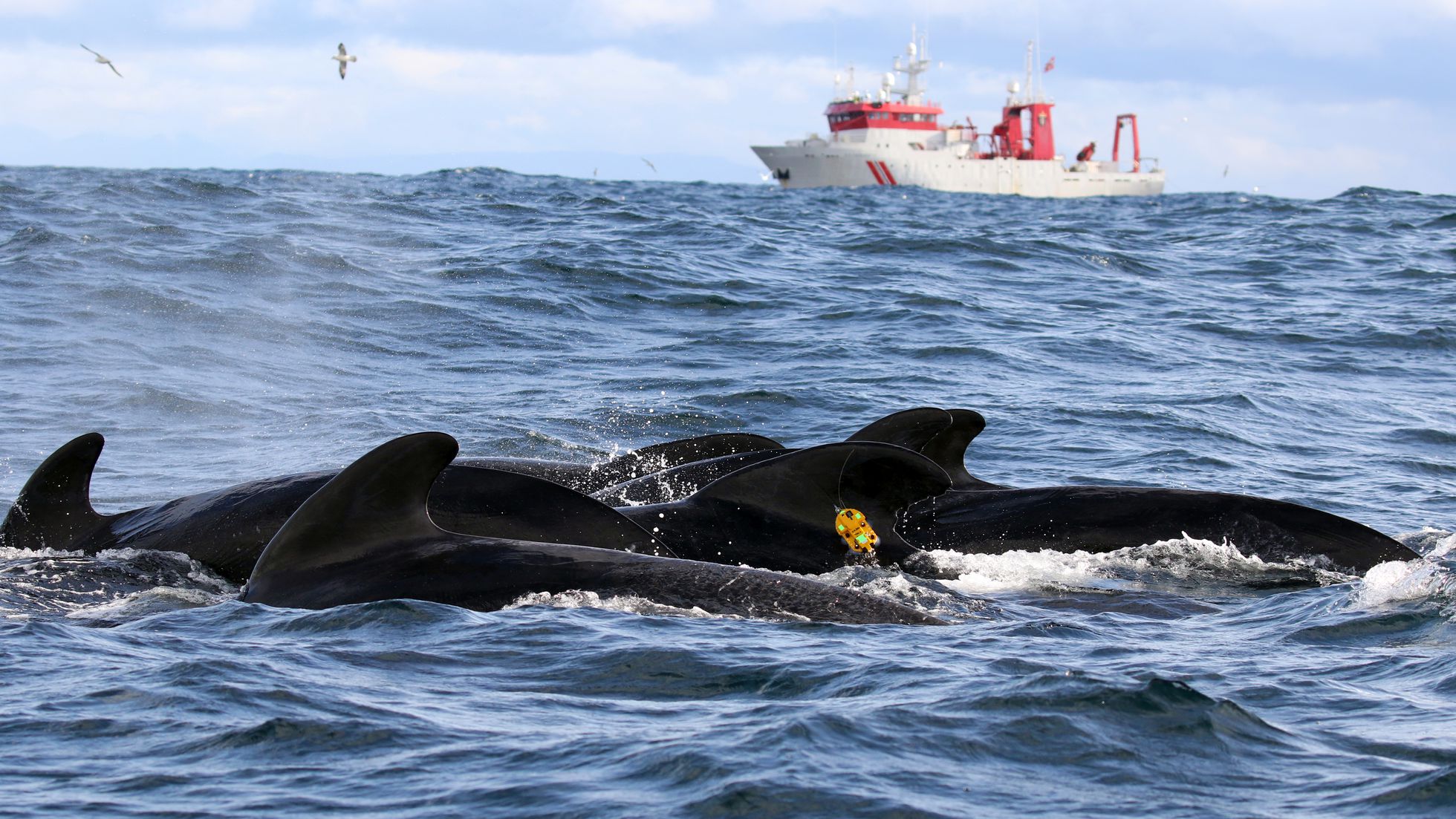 Las ballenas temen al sonar como si fueran orcas