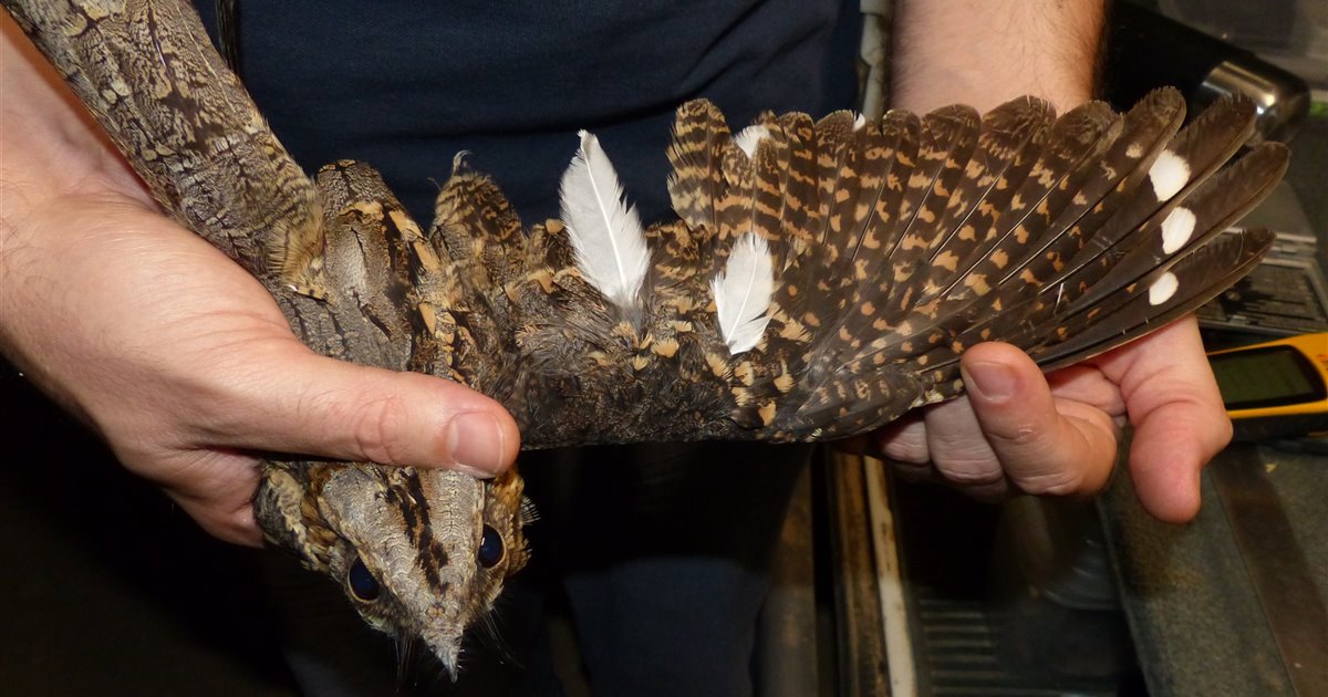 A las aves también les salen canas con la edad
