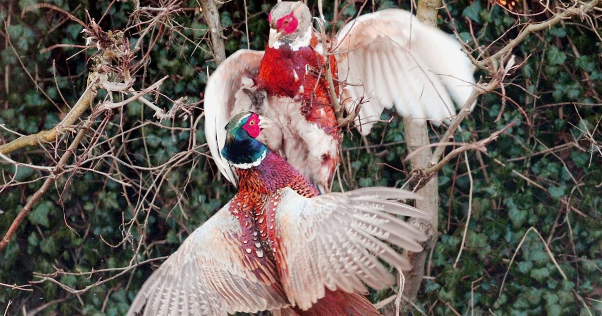 Los faisanes enfrían su cabeza cuando pelean