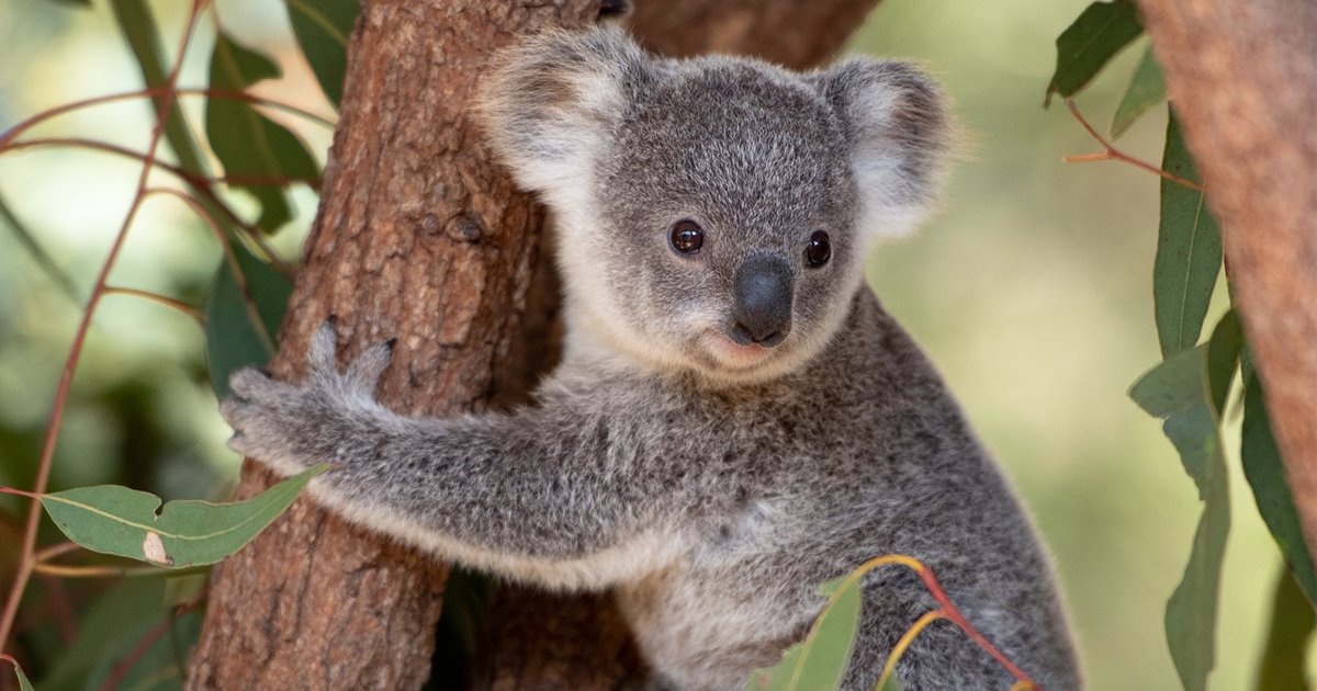 El koala, declarado en peligro de extinción