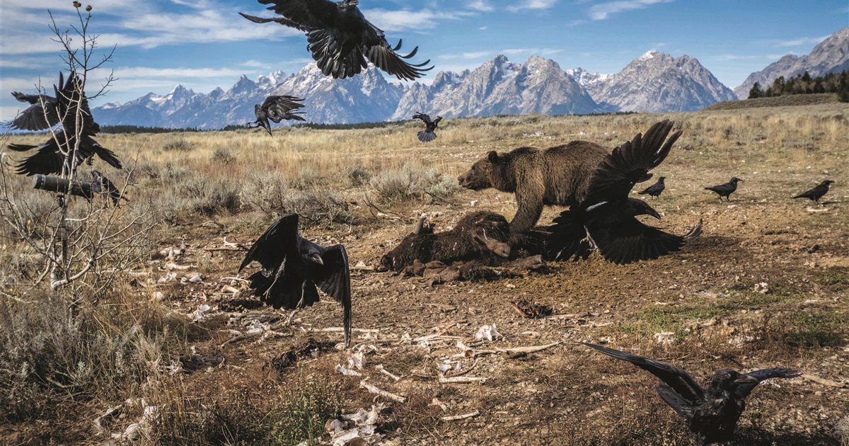 El Parque Nacional de Yellowstone, un icono de la naturaleza americana