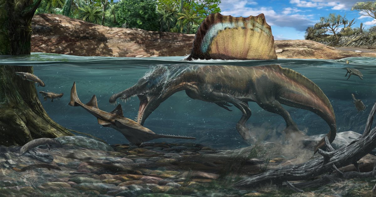 Los espinosáuridos podrían haber sido acuáticos