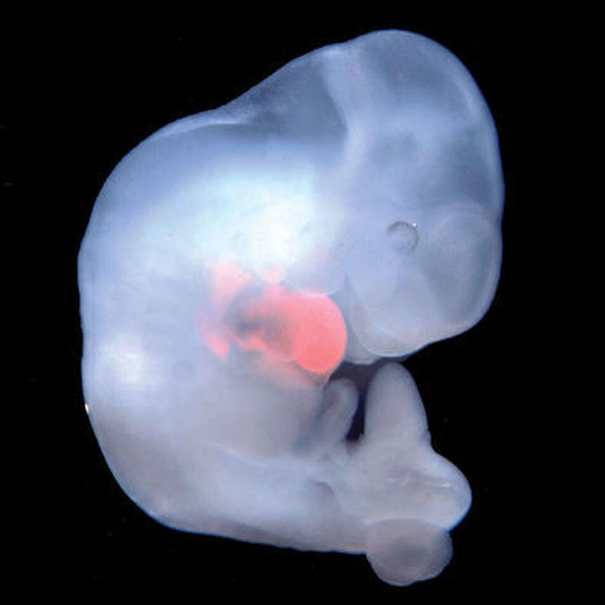 “Los embriones con mezcla de mono y humano me perturban, pero quizá porque no sé lo suficiente”