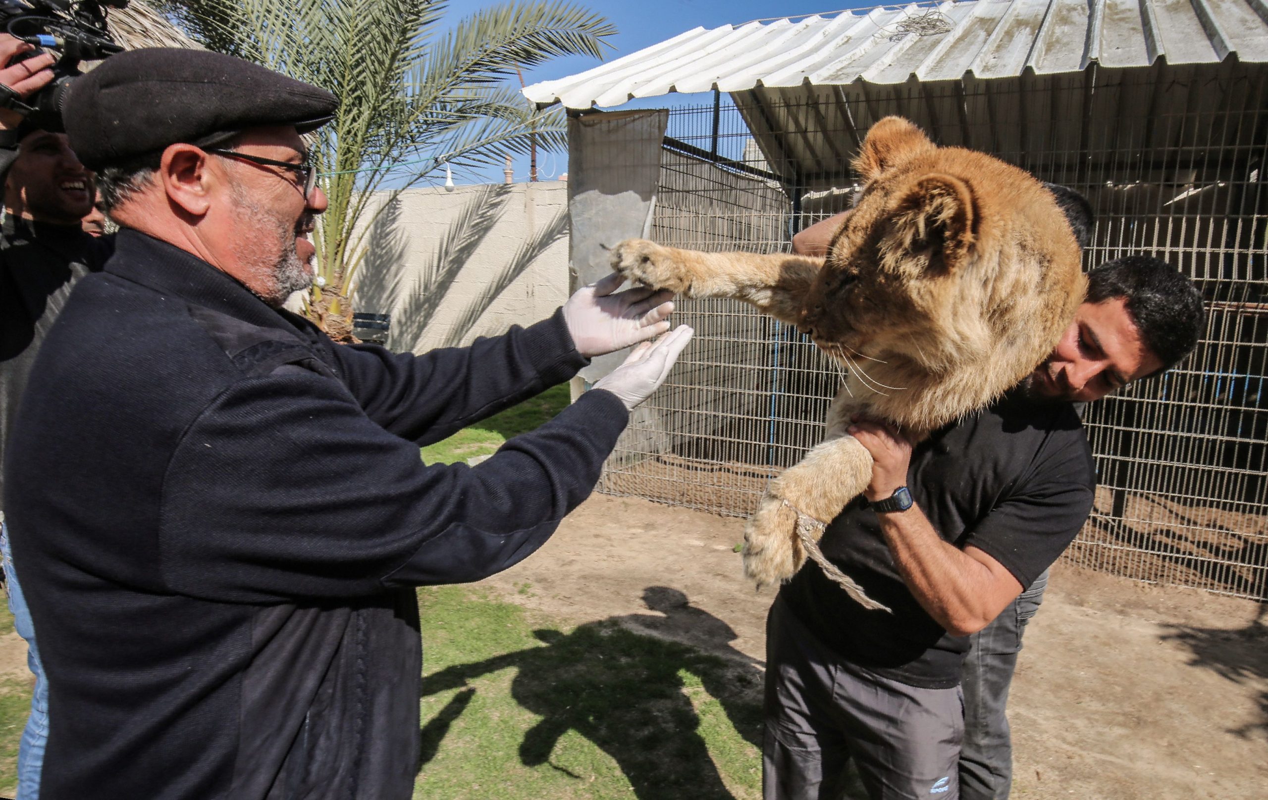 La oxitocina convierte a los leones en lindos gatitos