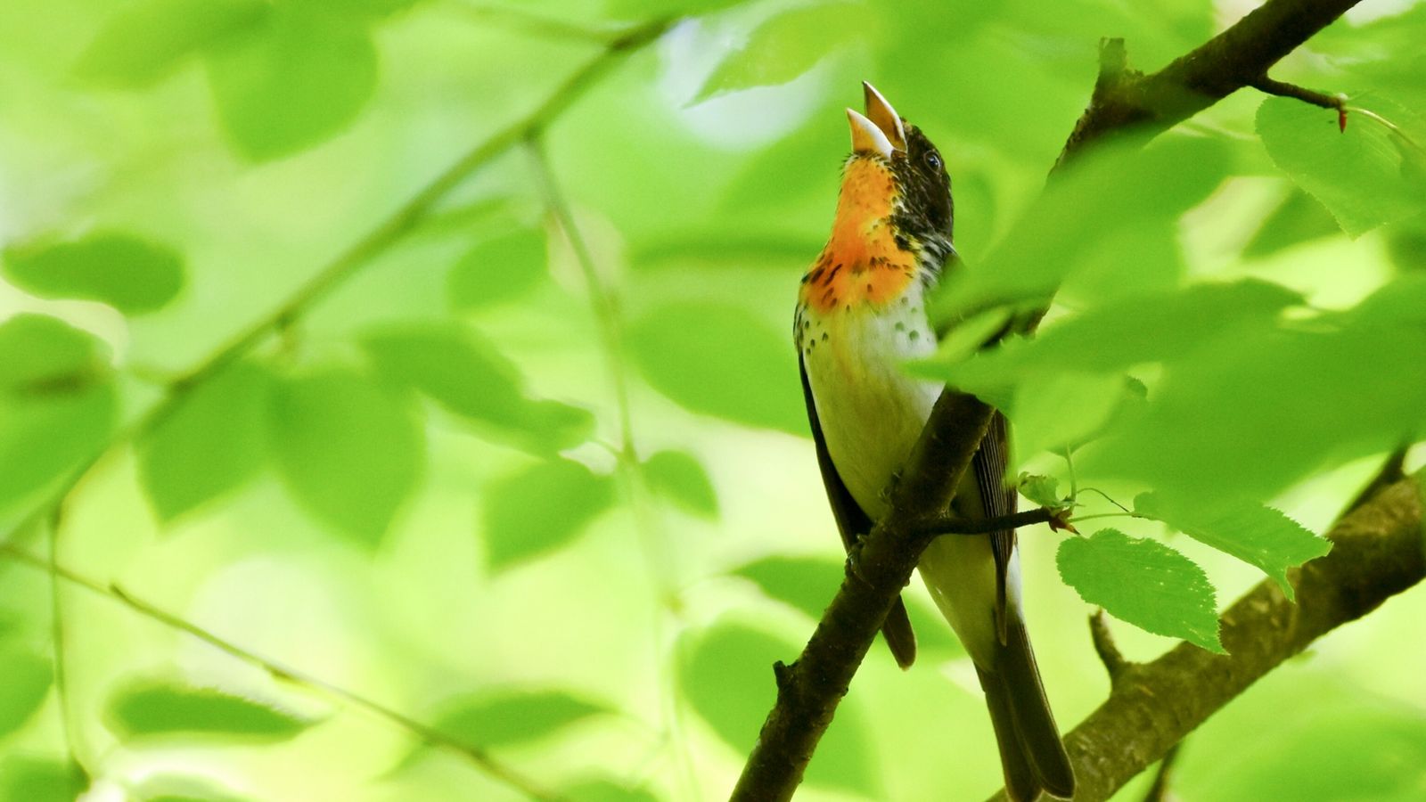 Un nuevo híbrido de pájaro de colores nunca visto sorprende a la comunidad científica