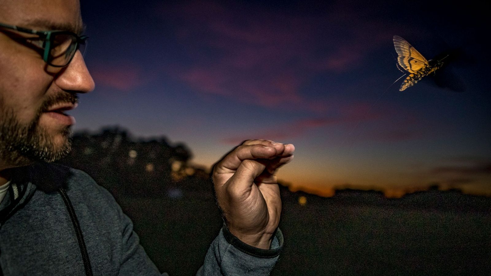 Cómo hace la polilla de la muerte para volar en línea recta a pesar de los obstáculos