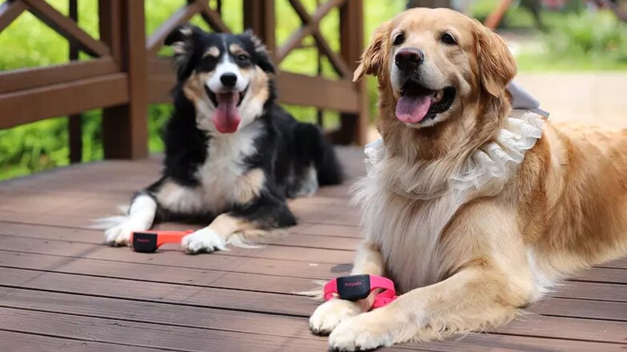 Los traductores de animales