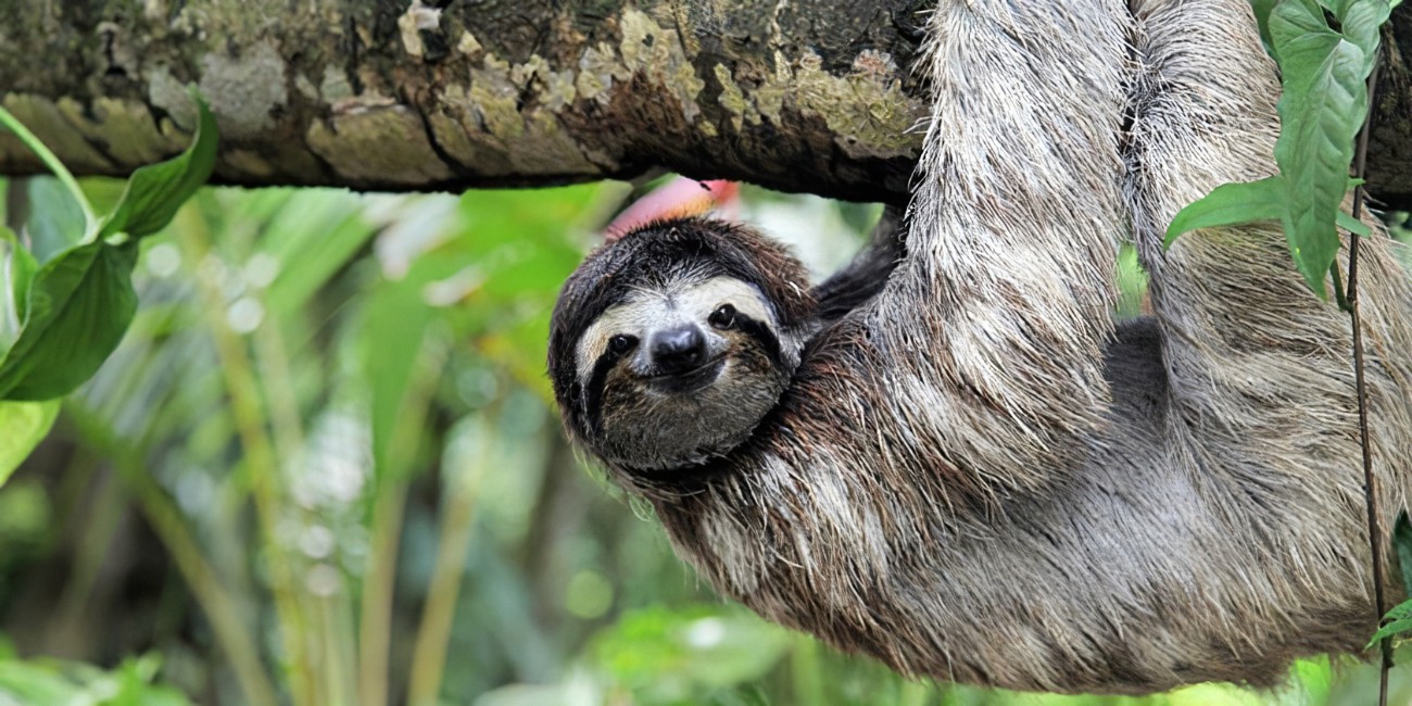 Curiosidades del perezoso: conoce a este animal exclusivo del continente america￼