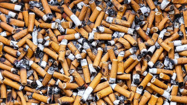 Colillas de cigarrillo: investigadores latinoamericanos estudian cómo tratarlas a través de hongos