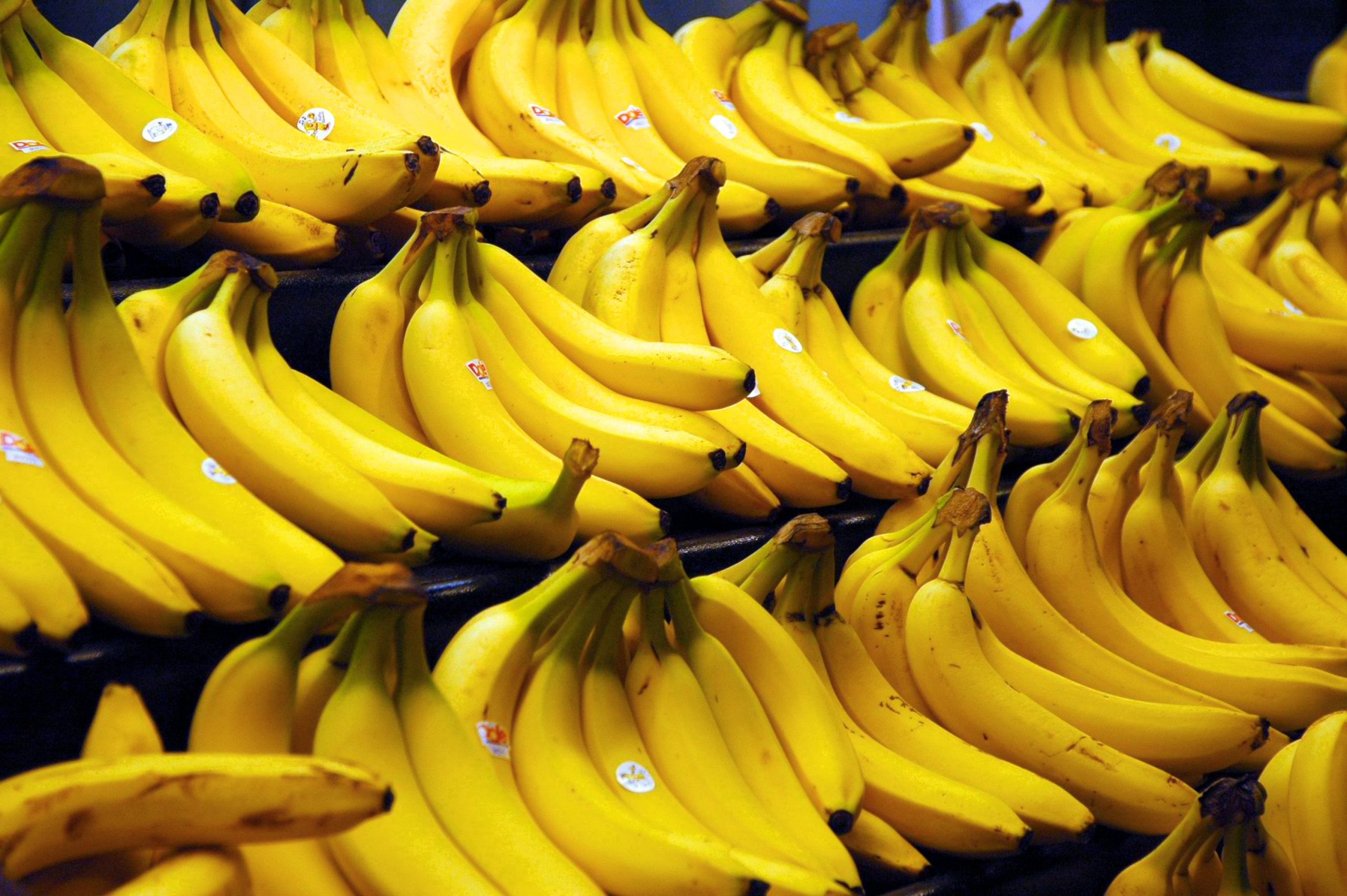 “El problema es que todos a nivel global comemos un solo tipo de banana aunque hay 2.000 variedades»