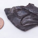 Fósil de 319 millones de años revela el cerebro vertebrado más antiguo jamás encontrado