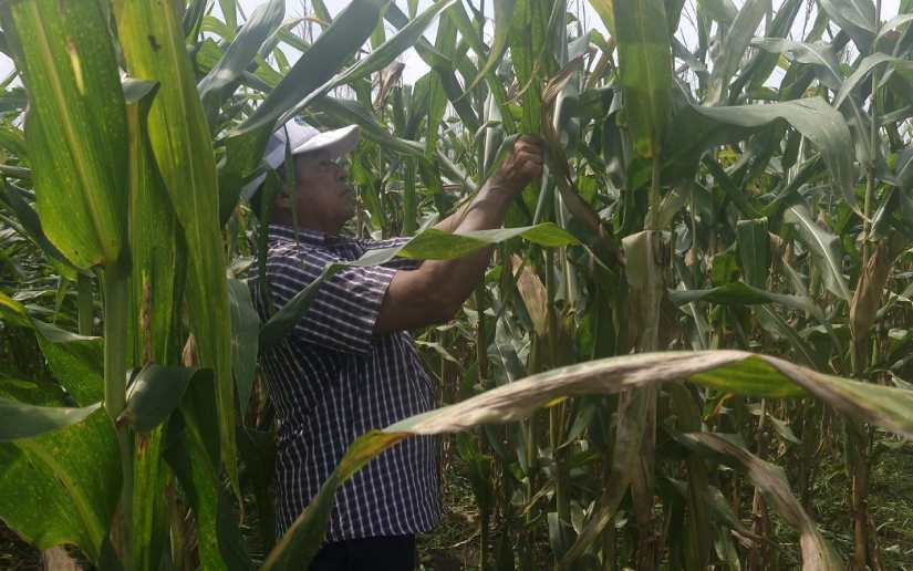 INTA potencia cultivos de maíz blanco con nuevas tecnologías en Villa Carlos Fonseca